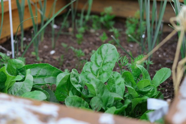 What Are the Best Practices for Growing Peas in a UK Allotment?